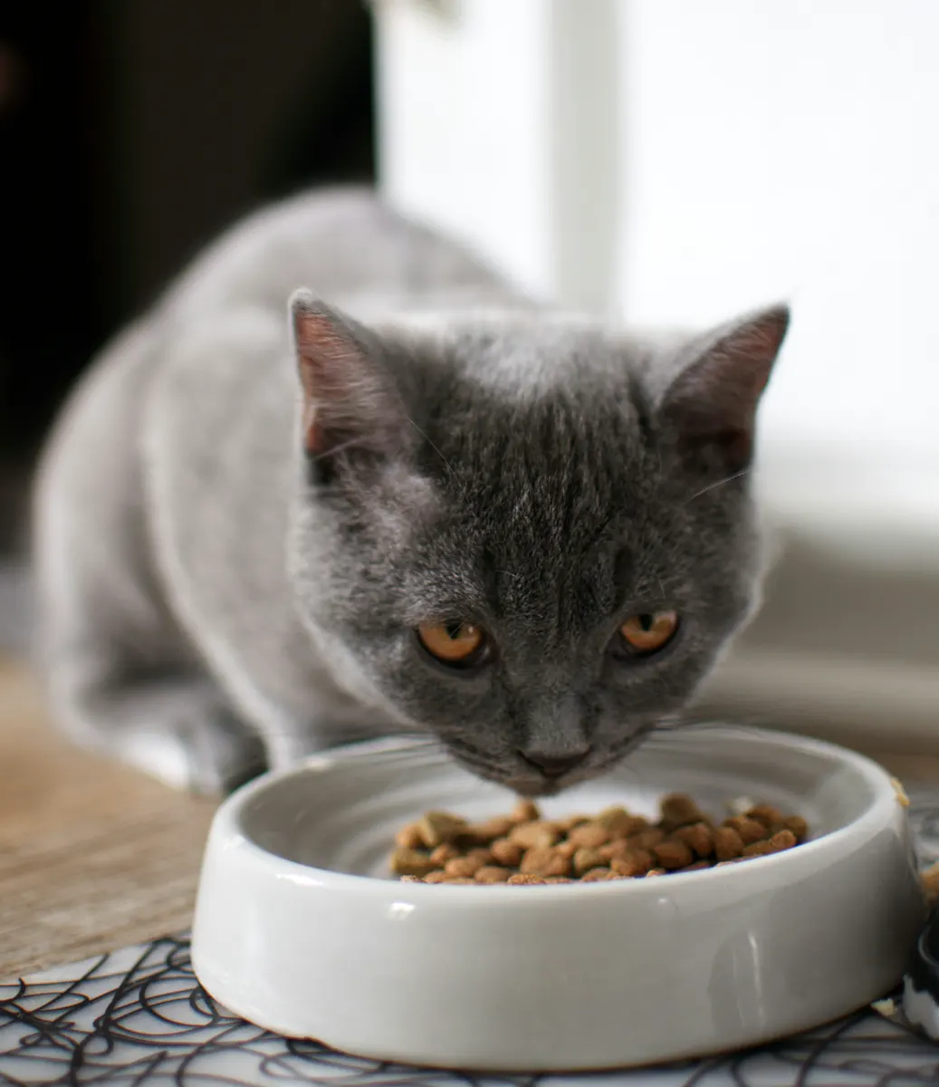 Fresh vegetables, proteins and wholesome ingredients for gourmet pet meals