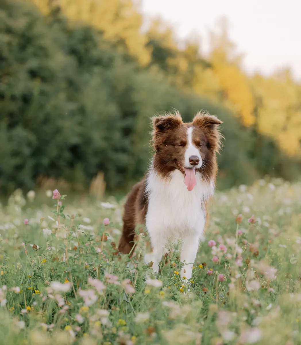 Dog running joyfully through a sunny green meadow