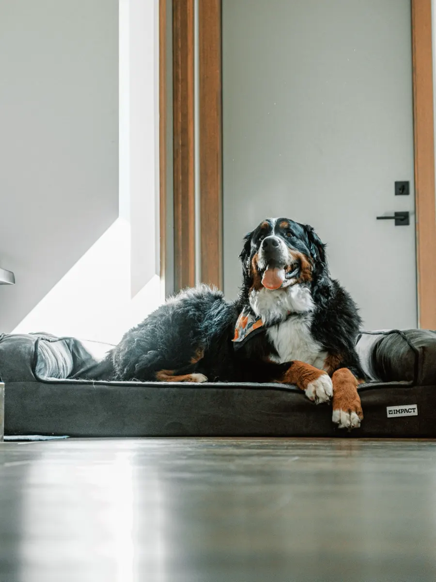 Dog resting on a large orthopedic bed in a luxurious room with a fireplace