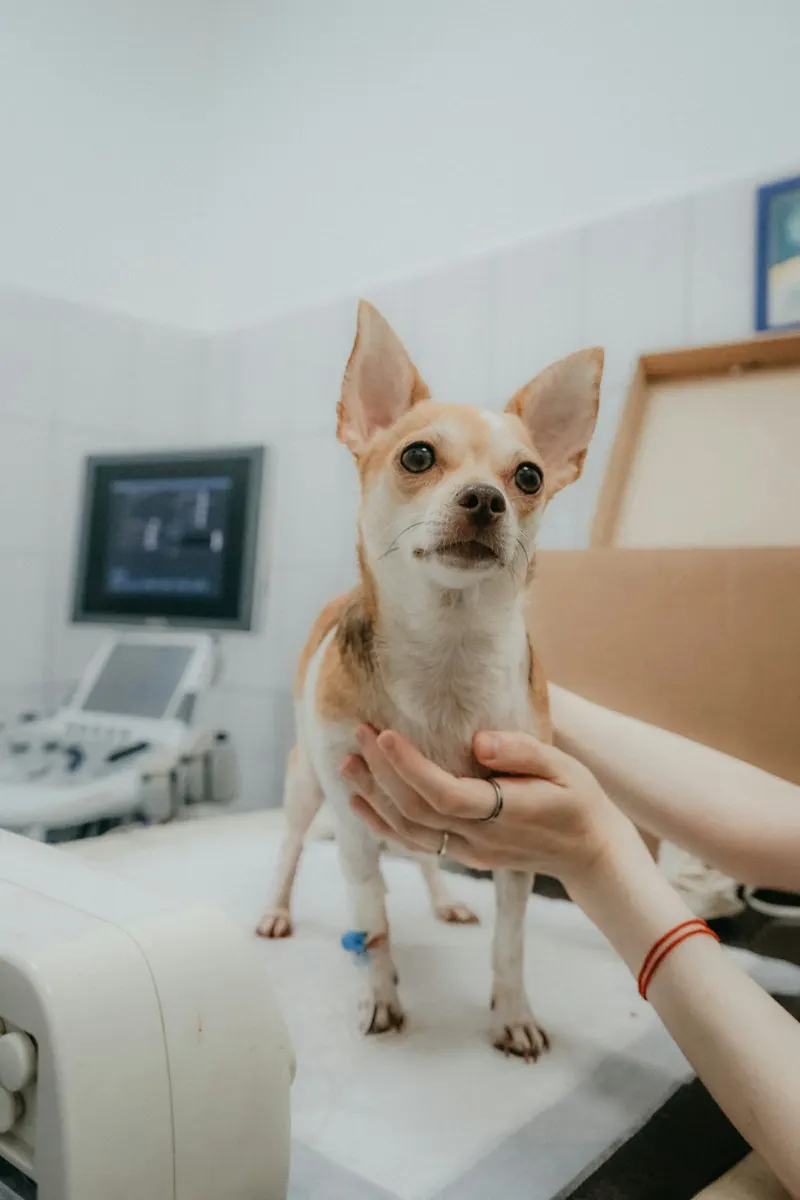 Warm veterinarian in blue scrubs examining a happy corgi dog