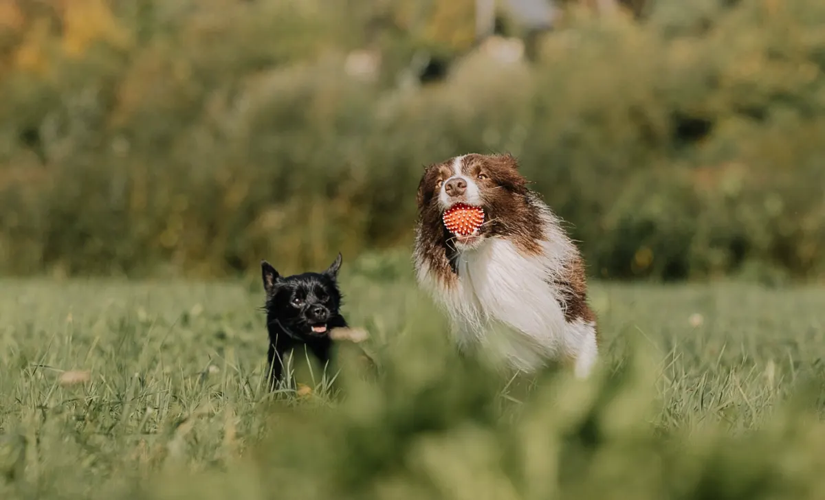 A dog leaping joyfully in a vibrant green meadow
